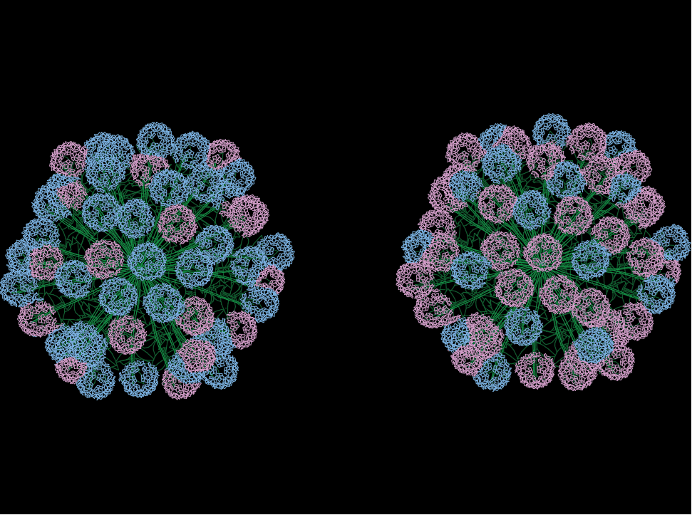 hortensia en planta