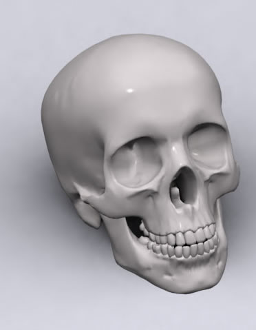 crânio humano 3d
