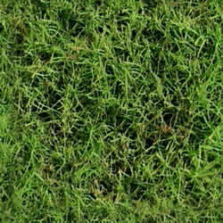 Lawn