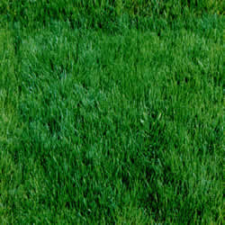 Lawn