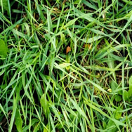 Grass