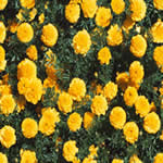 yellow flowers