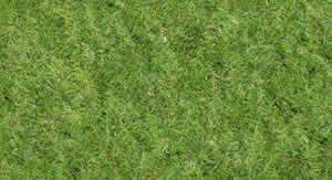 Texture d'herbe haute résolution2