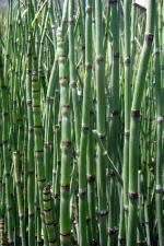 Bamboo