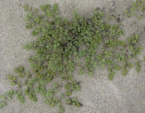 Textura de plantas en la arena