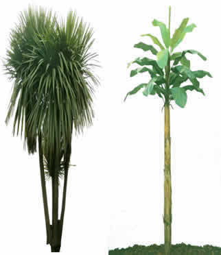 Palmeiras e palmeiras