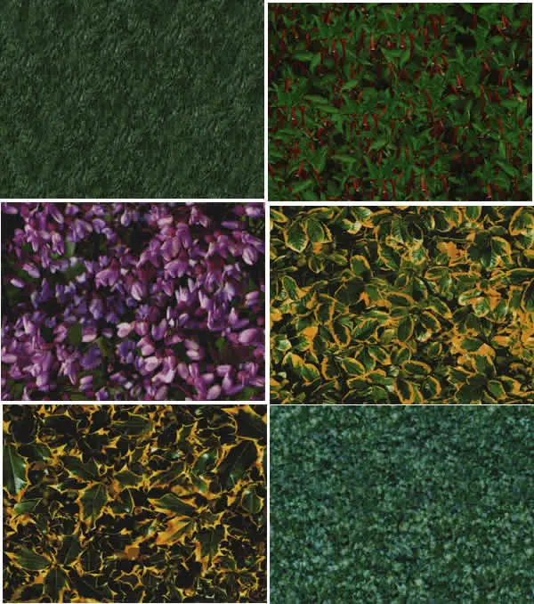 Textura de folhas e grama