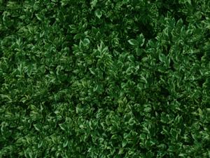 Privet texture for green fences