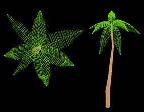 palm tree in 3d