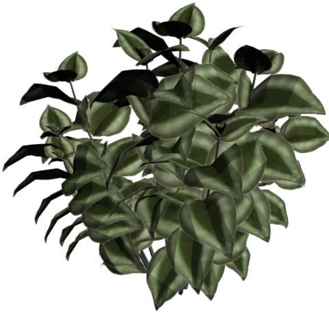 bush plant