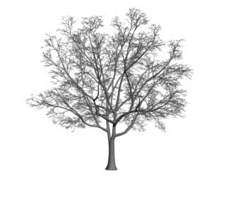 albero in 3d