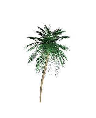 palm tree3d