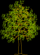 medium-sized tree