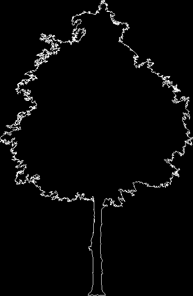 tree outline