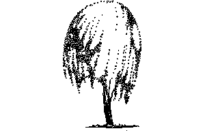 tree in elevation