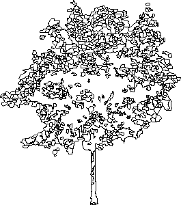 árvore em elevação