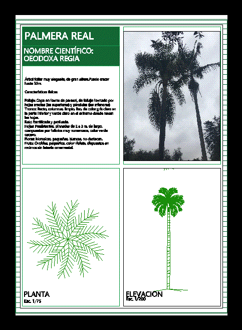 palmier royal