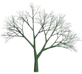 albero senza fogliame