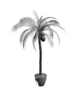 arbuste de palmier