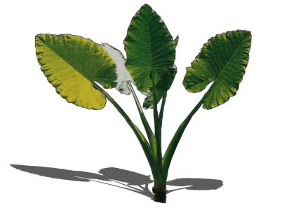 3D-Pflanze
