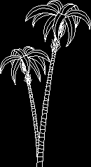 palmeira em elevação