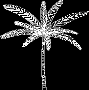 palm tree in elevation