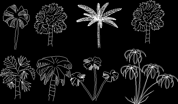 Vistas de palmeiras.