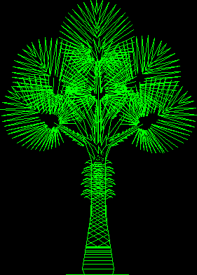 palm tree washingtonia filifera