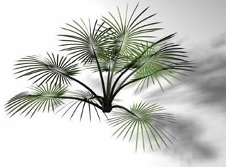 petite palm tree