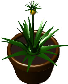 Potted houseplant