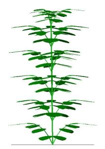 Schefflera taille moyenne 3d