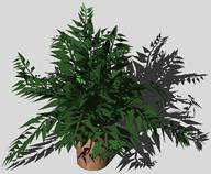 plantes d'intérieur 3d
