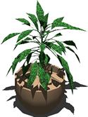 Plantas de interior 3d