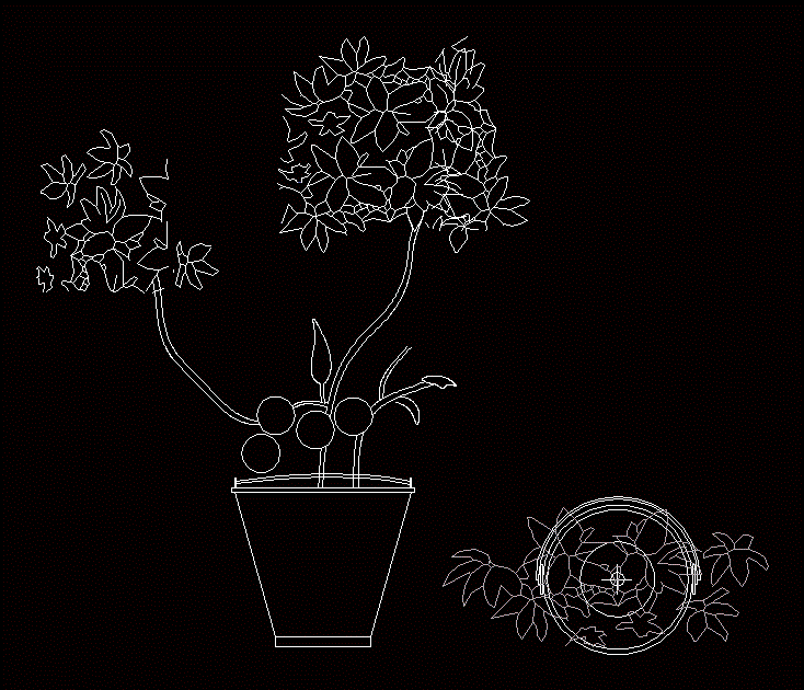 Zitronenbaum pflanzen Baum