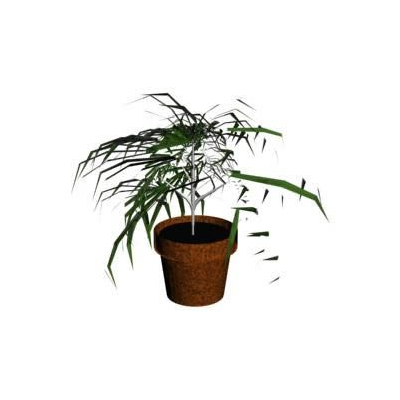 Elegante Planta de Interior en Maceta