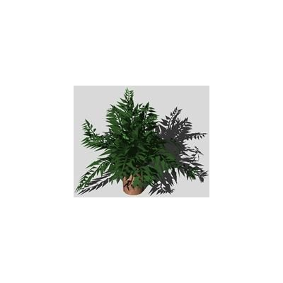 Plantas de interior  3d
