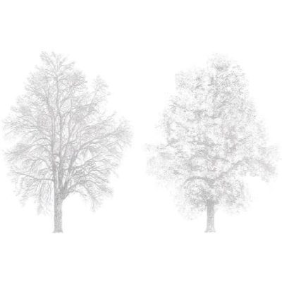 Ulmus minor (arbol)