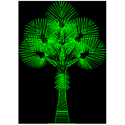 Palmera washingtonia filifera