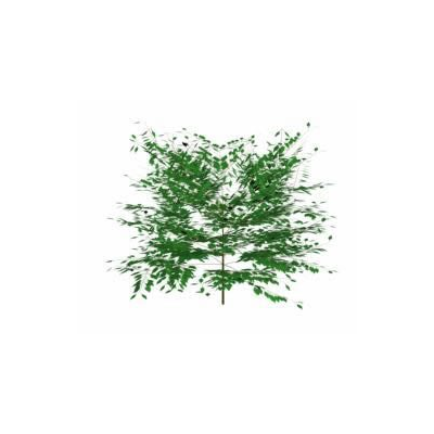 Arbol