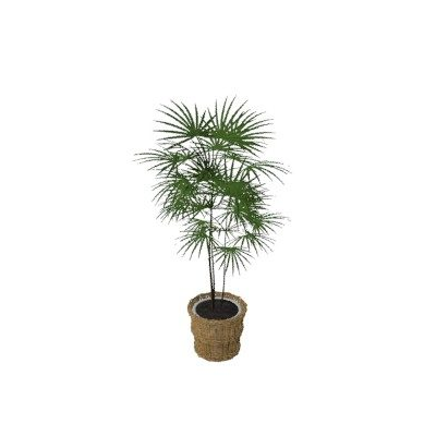 Planta de interior