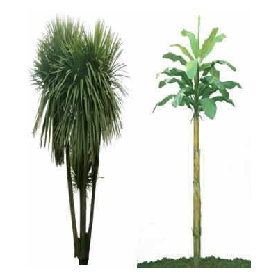 Palmas y palmeras