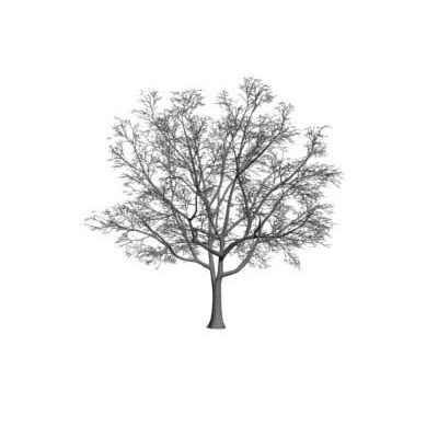 Arbol en 3d