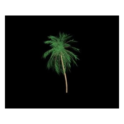 Palmera 3d