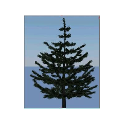 Pine