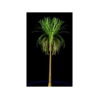 Palmera 3d
