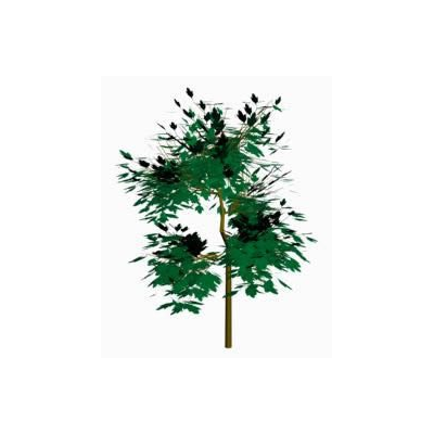 Arbol