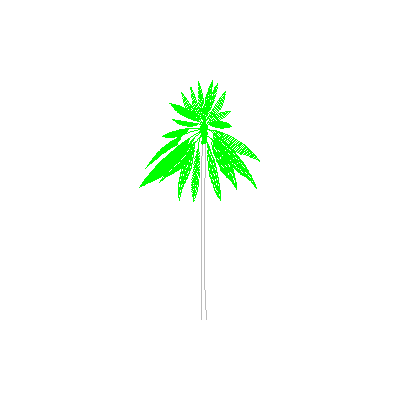 Palmera