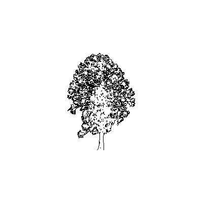 Arbol en alzado