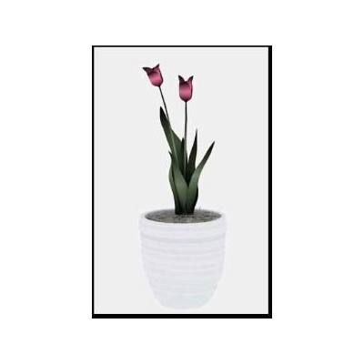 Plantas ornamentales