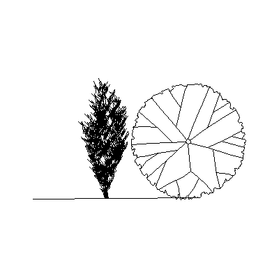 Arbol de alamo canadiense